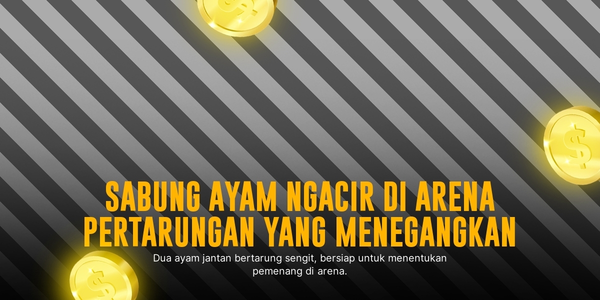 Kenali Ayam Bangkok, Raja di Arena Sabung Ayam SV388